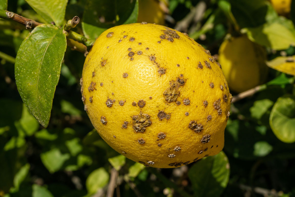 citrus verrucosis treatment