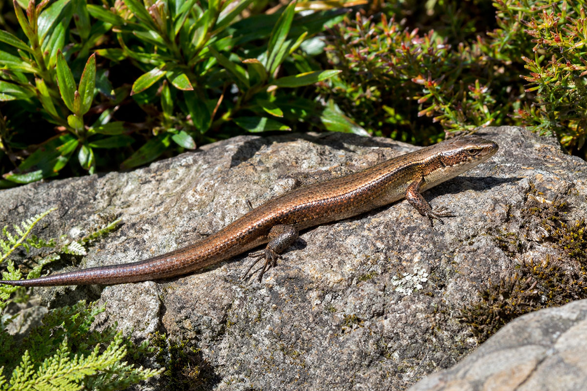 attract lizards to garden nz