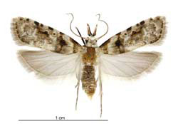 guava moth nz