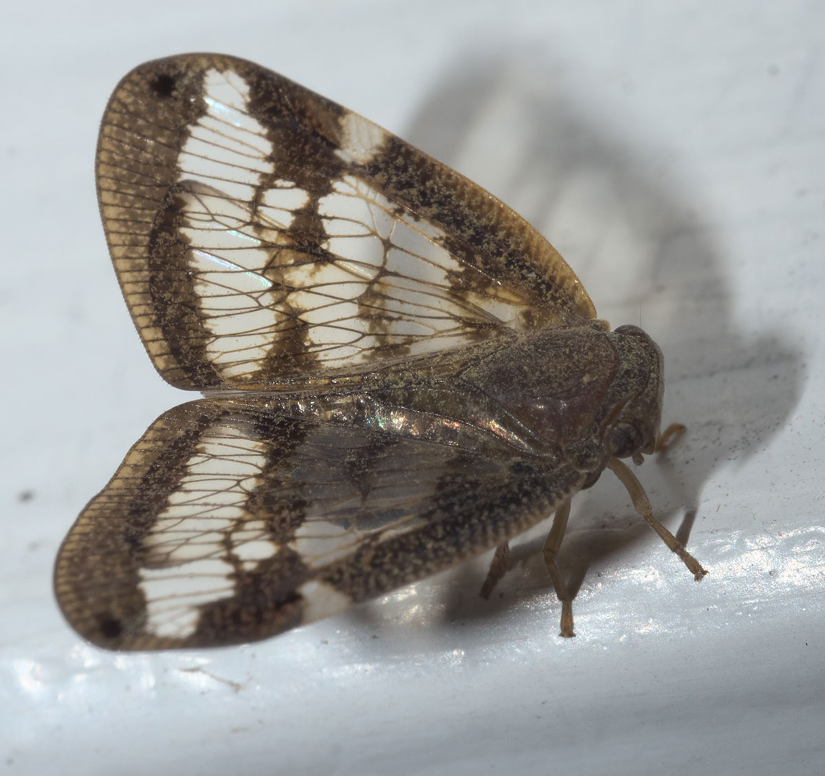 natural passionvine hopper remedy