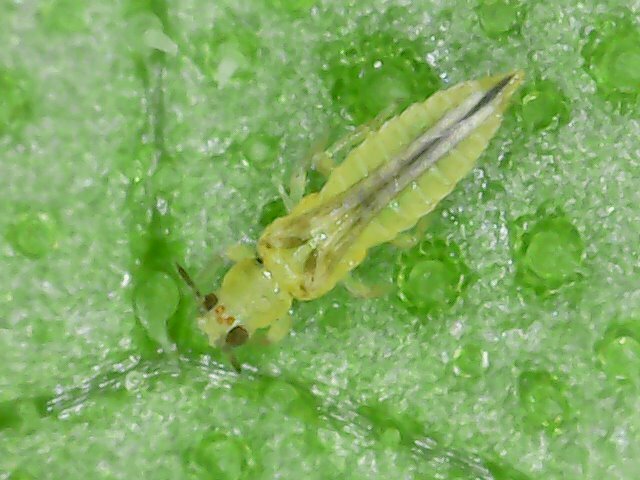 citrus thrips nz