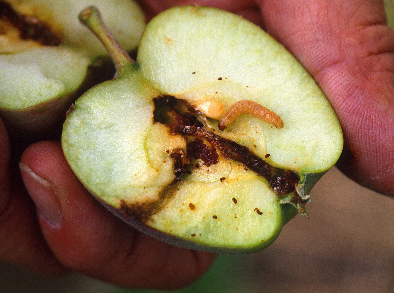 codling moth control nz