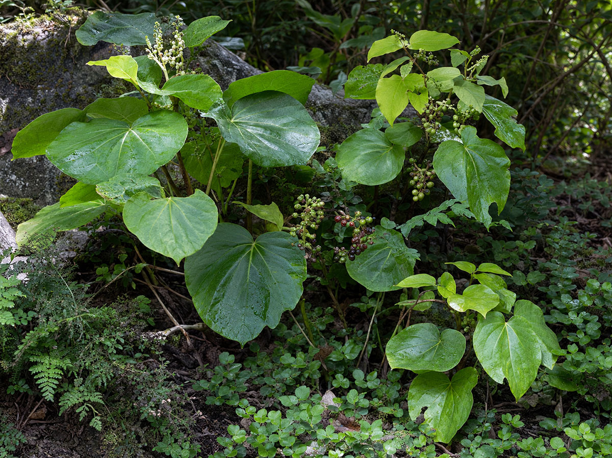 growing kawakawa nz