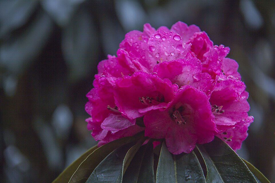 Poisonous Plants NZ Gardens